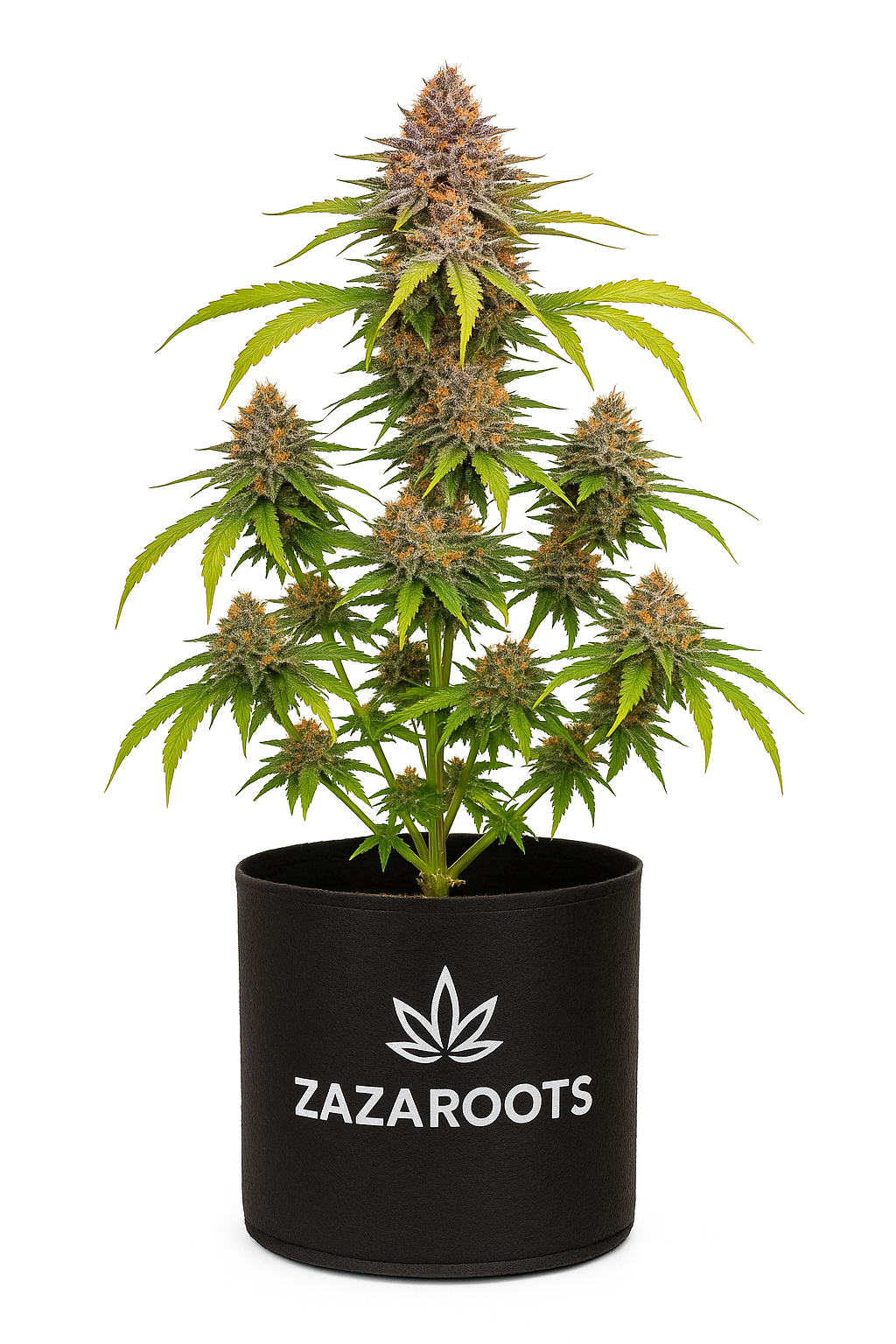 Cannabis Jungpflanze im Topf mit starken Seitentrieben – ZazaRoots Zierpflanze
